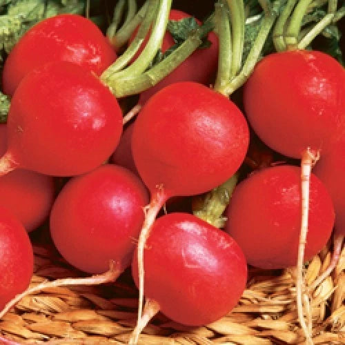Champion Radish Seeds - Fresh Vegetable Seeds for Planting - Raphanus sativus