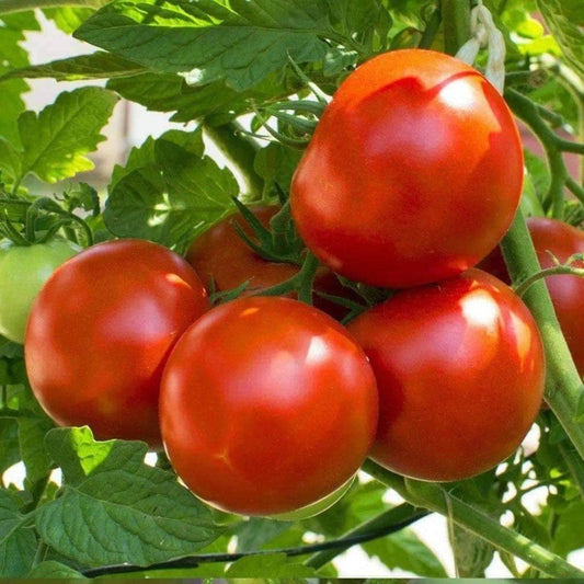 Marion Tomato Seeds 50 Ct - Heirloom Non-GMO Vegetable, Indeterminate Variety, Organic Gardening - Solanum lycopersicum