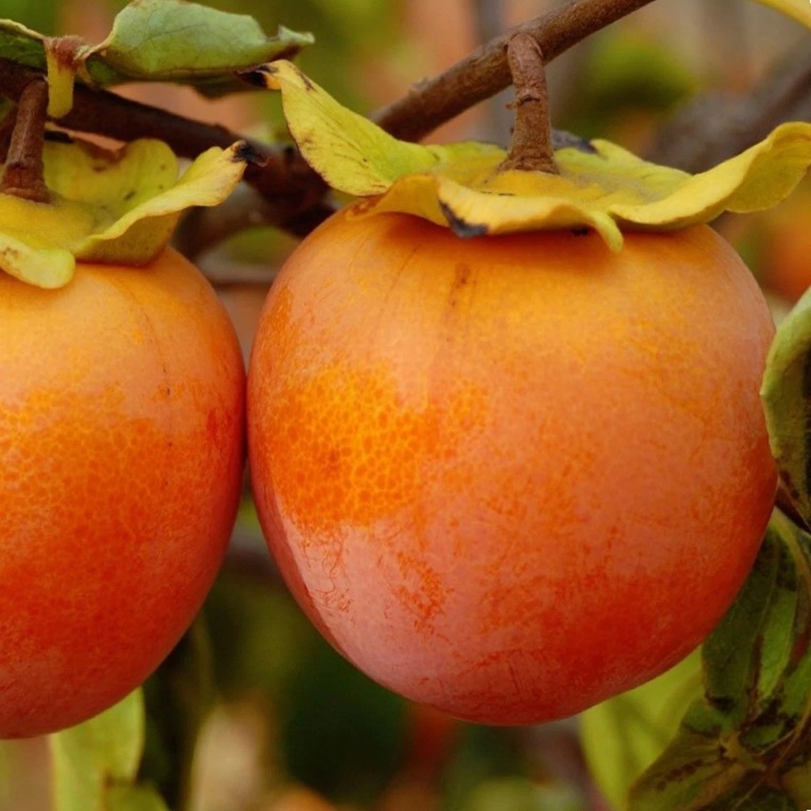 Persimmon Tree 1 ft Tall Bare Root Diospyros virginiana Fruit Tree for ...
