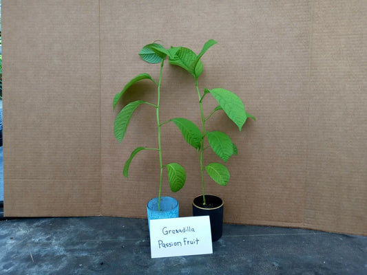 Giant Granadilla Passion Fruit Starter Plants 4-Pack Passiflora Edulis