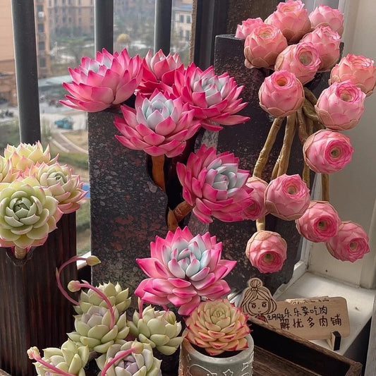 Mixed Colorful Succulent Seeds - 100pcs Witchford Lithops - Unique Garden Plants for Indoor or Outdoor Gardening