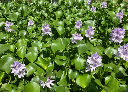 30 Medium Water Hyacinth Floating Plants - Healthy Aquatic Algaecide for Ponds and Tanks - Eichhornia crassipes