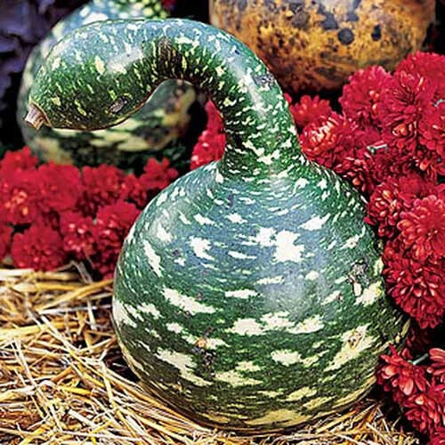 25+ Speckled Swan Gourd Seeds for Garden Planting - Cucurbita pepo - USA Grown, Heirloom Variety, Free Shipping