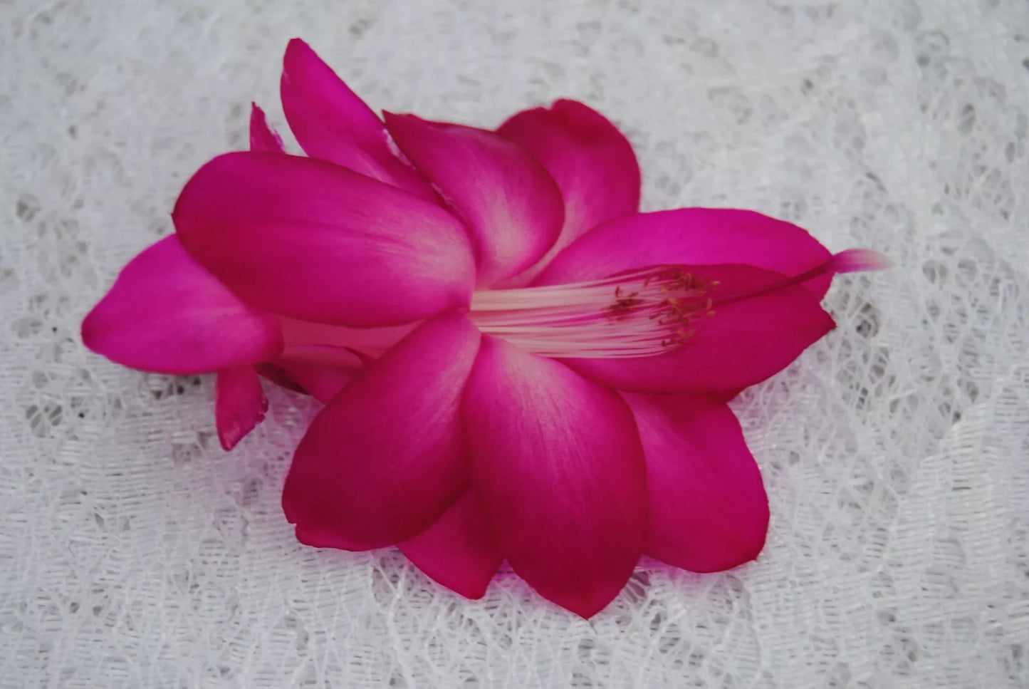 Christmas Cactus Starter Plant - Small Healthy Schlumbergera Truncata - Sterling Variety - Well Rooted Houseplant