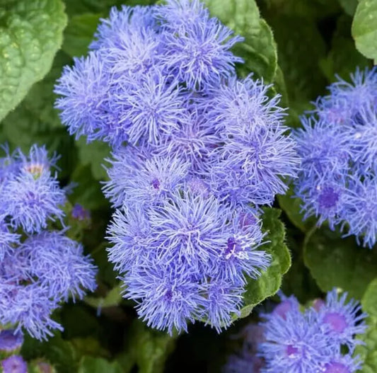 Ageratum Flower Seeds 1000+ Dwarf Blue Mink Annual Wildflower Garden Seeds