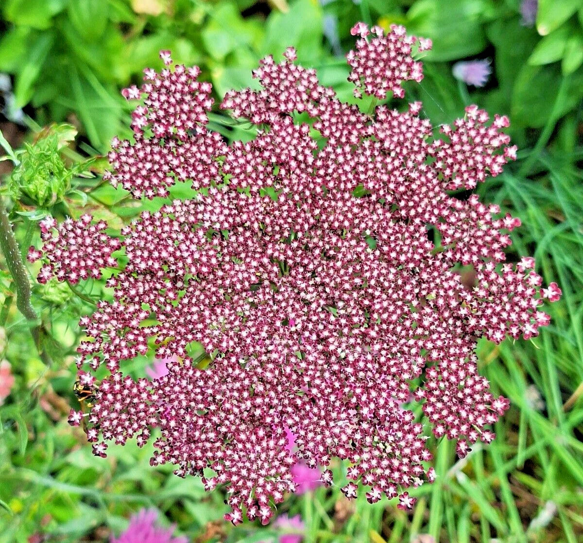 Purple and Pink Queen Anne's Lace Seeds - 100 Pack, Daucus Carota Purpura, Colorful Garden Flower Seeds