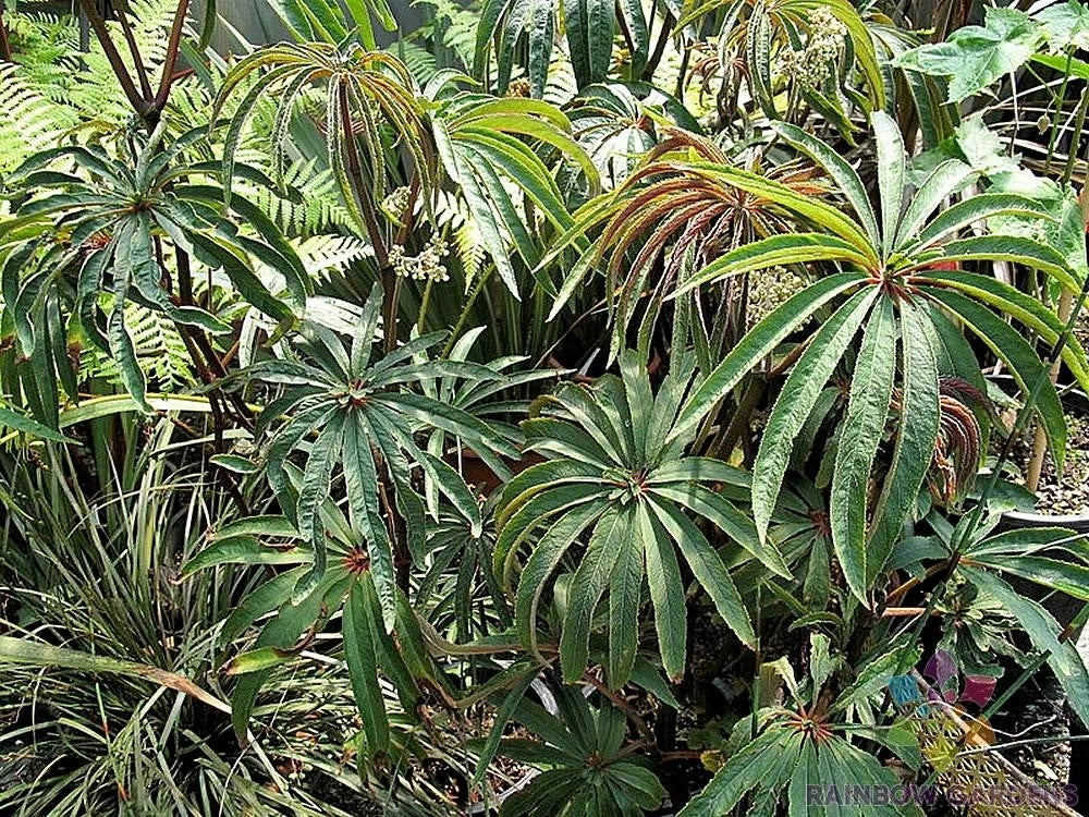 25+ Begonia Luxurians Seeds for Garden Planting - USA Grown, High Germination Rate, Colorful Foliage