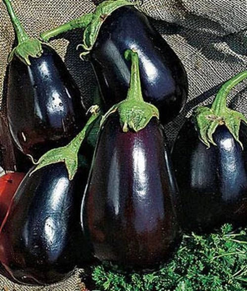 Black Beauty Eggplant Seeds - 150+ Non-GMO Heirloom Seeds for Exotic Vegetables - Solanum melongena