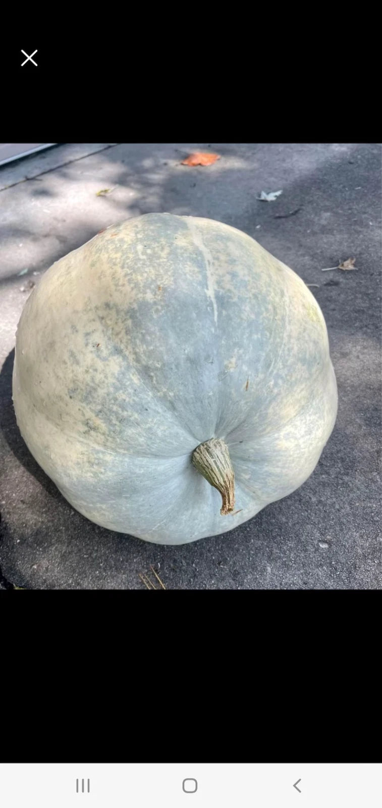 Giant Pumpkin Seeds - 10 Seafoam Blue Organic Seeds - USA Grown - Non-GMO