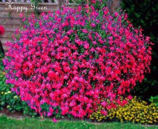 Lobelia Seeds .100 oz - Carmine Beauty Cascade - Vibrant Annual Flower Seeds - Lobelia erinus