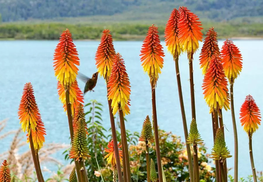 30 Seeds Red Hot Poker Perennial Torch Lily - Tritoma - Buy 15, Ships Free