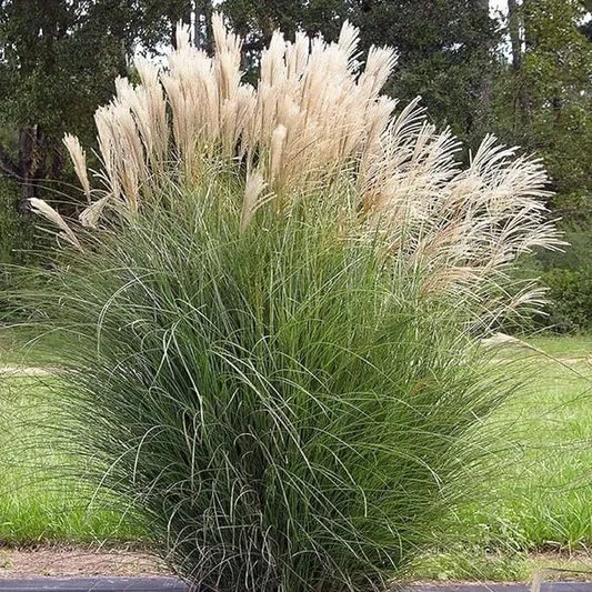 Miscanthus Japanese Silvergrass Seeds - 30 Organic Seeds - Miscanthus sinensis - USA Grown, Free Shipping