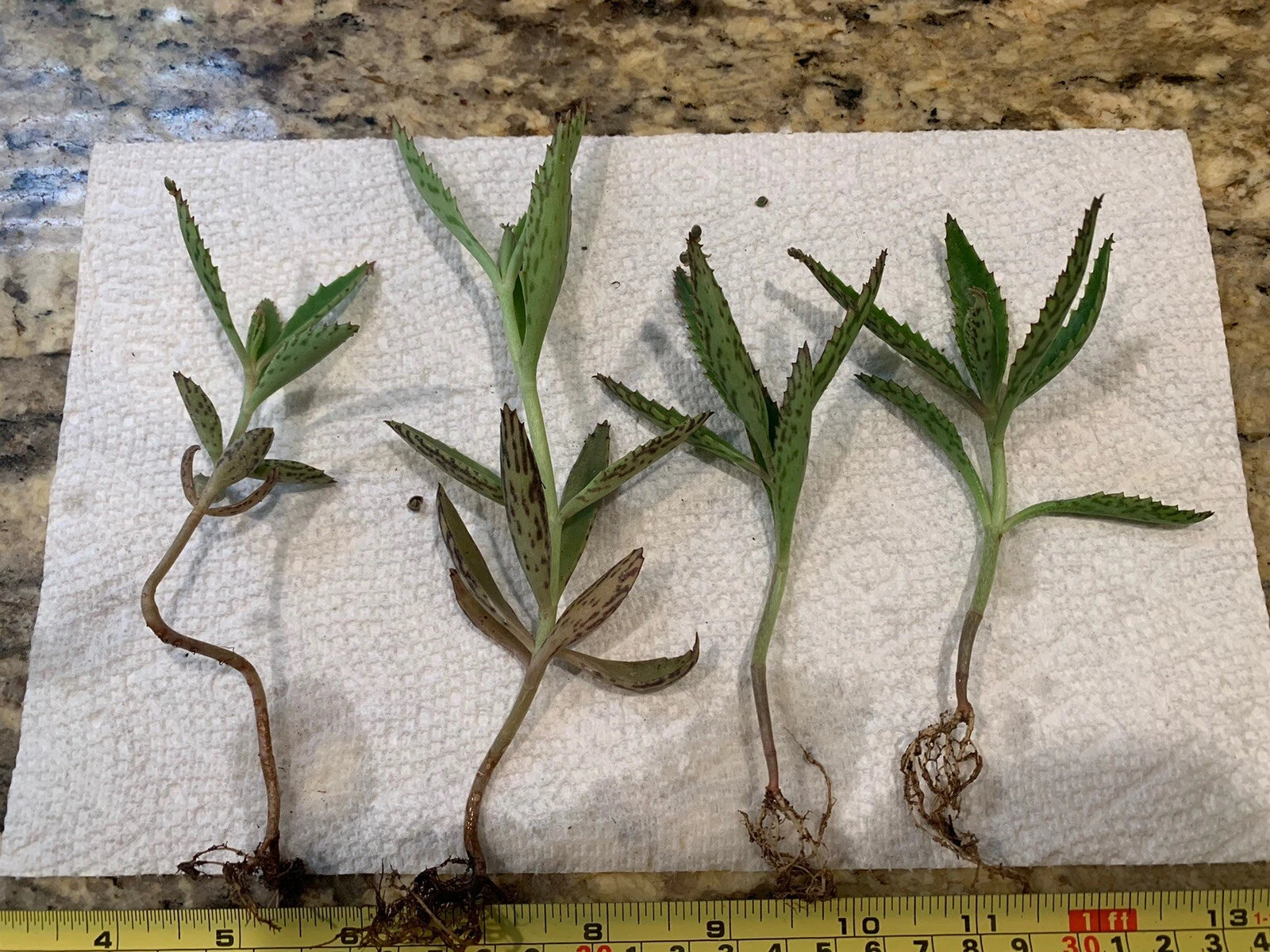 Kalanchoe Live Mother of Thousands Plants - 3"-4" Bare Root Alligator Plants (Kalanchoe daigremontiana) - Set of Four