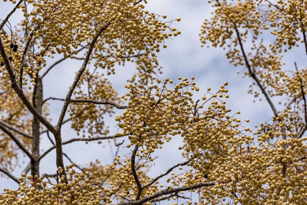 Chinaberry Tree Seeds - 30 Fast-Growing, Showy, Fragrant Melia azedarach Seeds for Planting