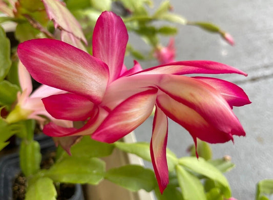 Christmas Cactus Cuttings - Schlumbergera RED FLAME - 2 Unrooted Segments for Planting