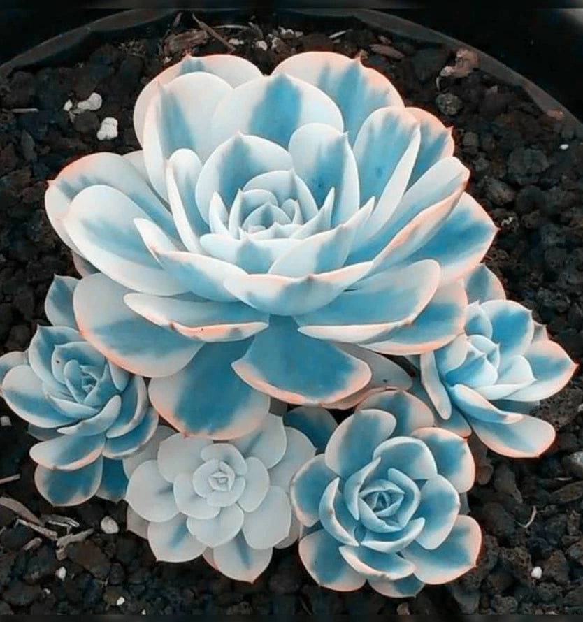 Blue White Succulents Seeds 100pcs Pack Witchford Lithops Cactus Seeds