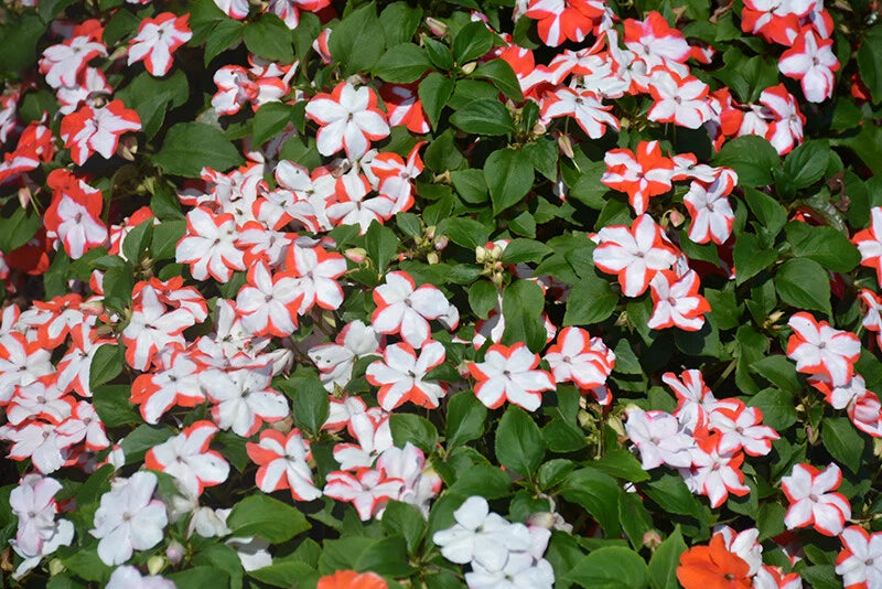 Busy Lizzy Seeds - 100 Premium Orange Star Impatiens (Impatiens walleriana) - Non-California Shipping - Flowering Plants