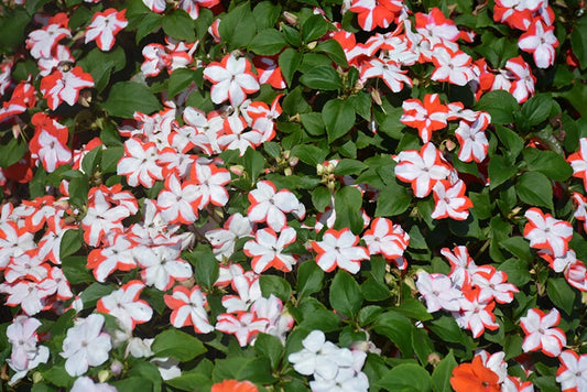 Busy Lizzy Seeds - 100 Premium Orange Star Impatiens (Impatiens walleriana) - Non-California Shipping - Flowering Plants