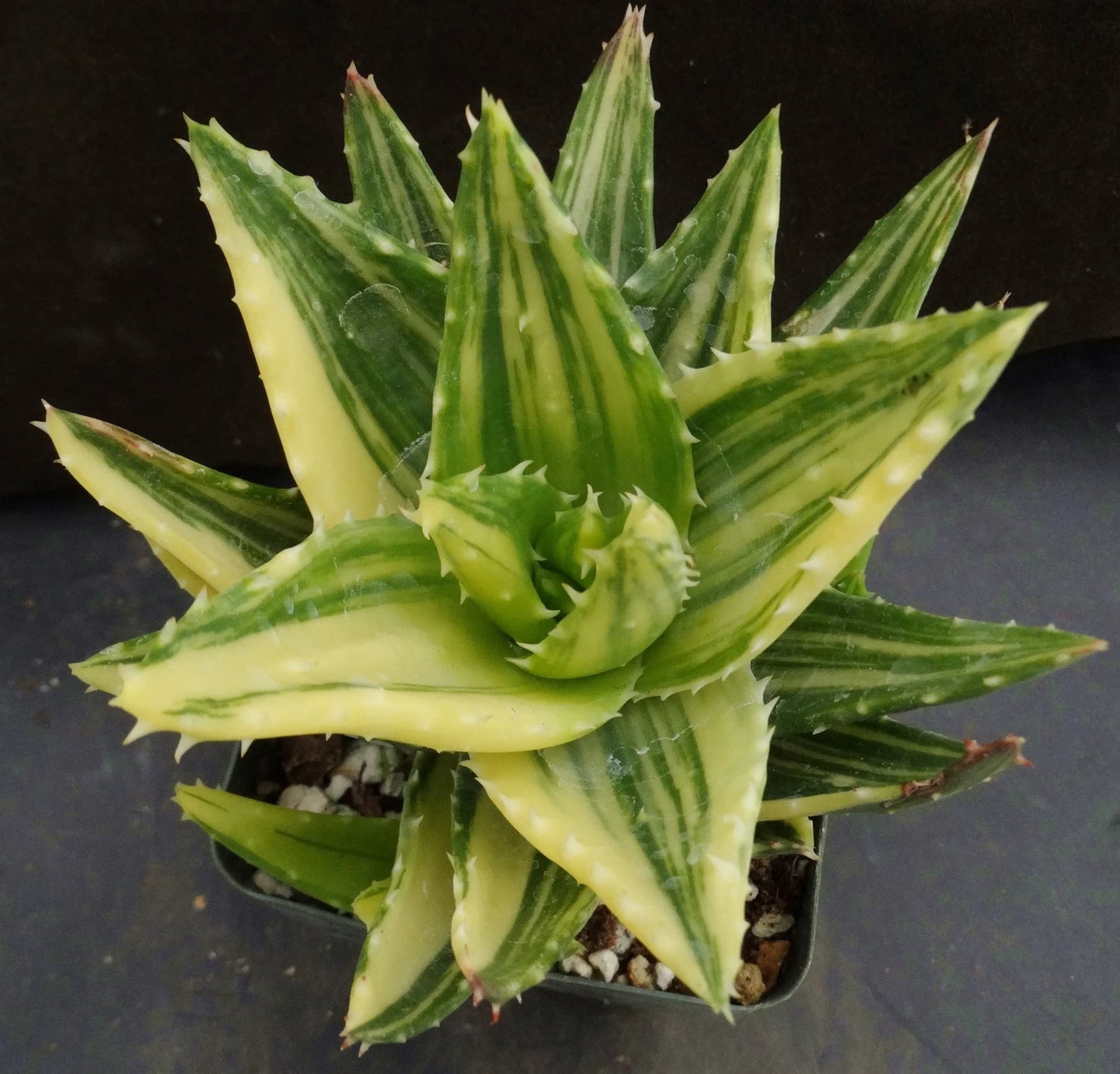 Aloe Plant - 2" Diameter - Golden Toothed Aloe - Aloe Nobilis Variegata - Potted Succulent