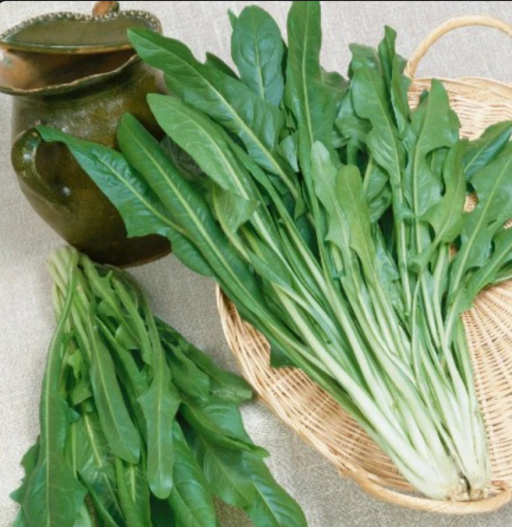 Italian Dandelion Seeds, 1000+ Bulk, Catalogna Emerald Endive, NON-GMO, Heirloom Variety, Organic Gardening