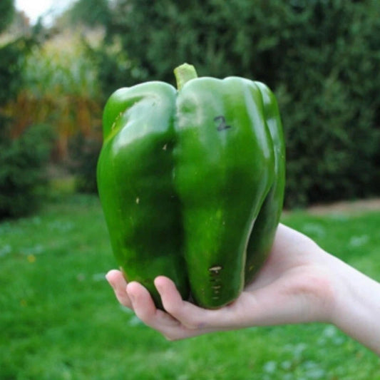 Emerald Giant Bell Pepper Seeds - 10+ Non-GMO Heirloom Organic Sweet Varieties - Capsicum annuum