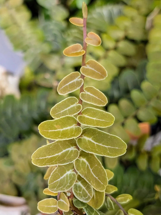Marcgravia sp Peru Cutting | 10-Leaf Terrarium Plant | Unique Tropical Climber | Ideal for Indoor Gardens