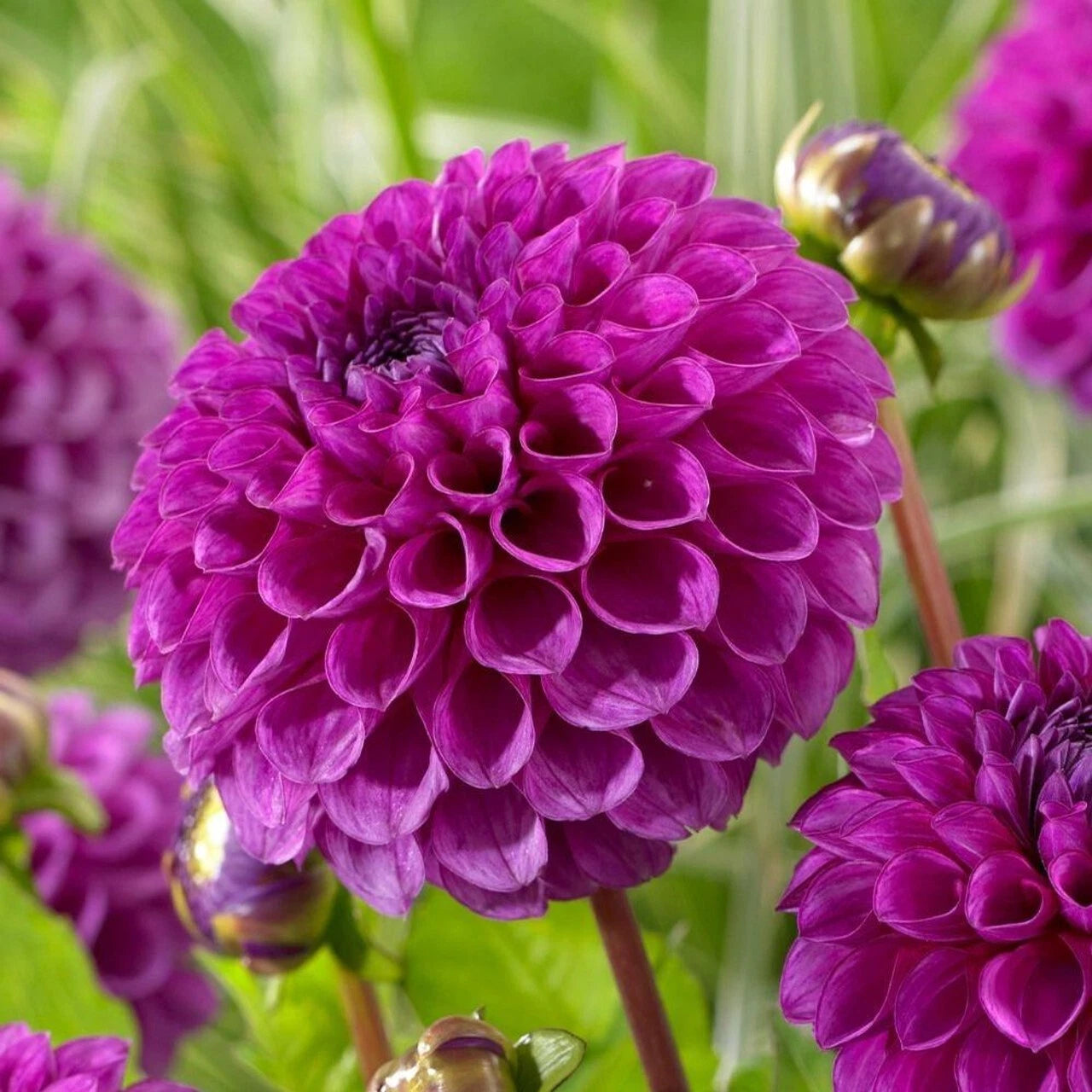 25 Nina Dahlia Seeds - Perennial Flower Seeds for Blooming Garden - Dahlia variabilis