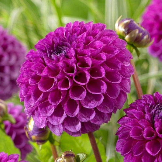 25 Nina Dahlia Seeds - Perennial Flower Seeds for Blooming Garden - Dahlia variabilis