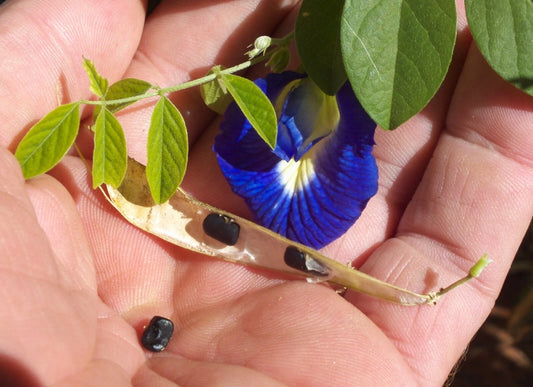 Butterfly Pea Vine Seeds - Organic Showy Edible Clitoria ternatea - 5 Pack - Free Shipping