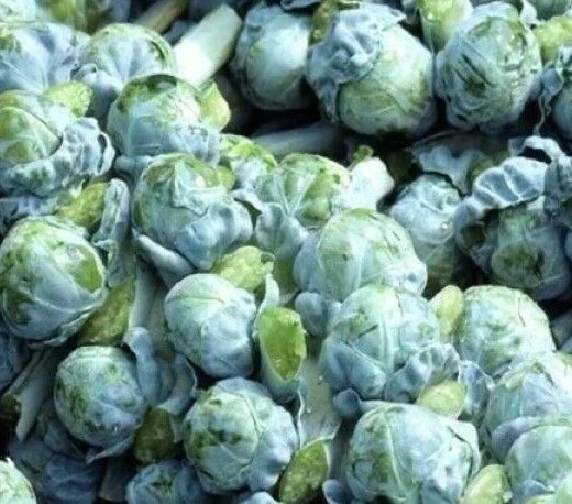 Brussels Sprouts Seeds 300+ Count, Long Island Variety, Brassica oleracea, Vegetable Garden, Free Shipping