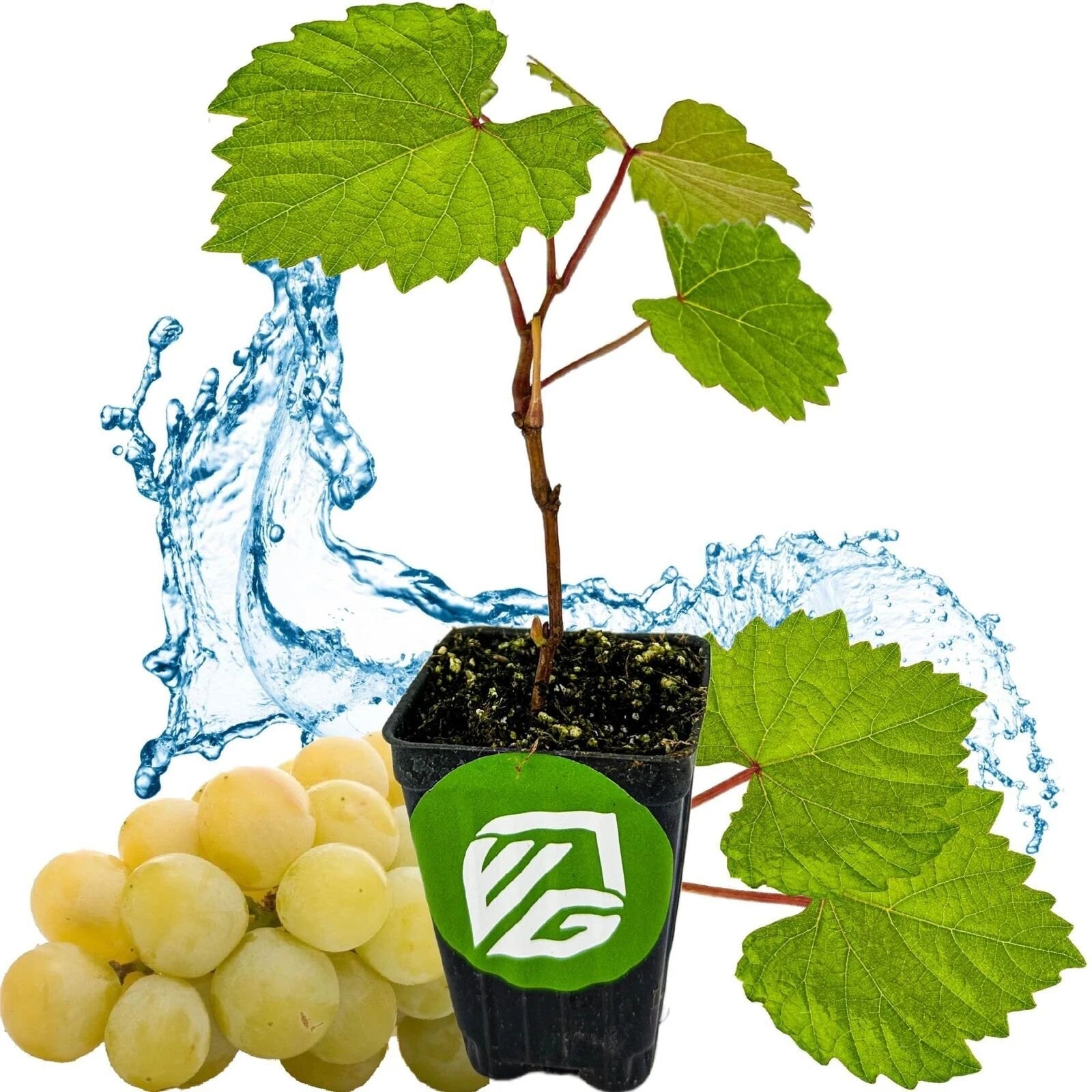 Blanc du Bois Grape Live Plant - Vitis labrusca - 3-Inch Deep Pot - Fresh, Healthy Grapevine for Home Garden