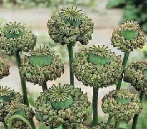 75 Seeds - Hen and Chickens Poppy Chicks - Papaver rhoeas - GroCo USA