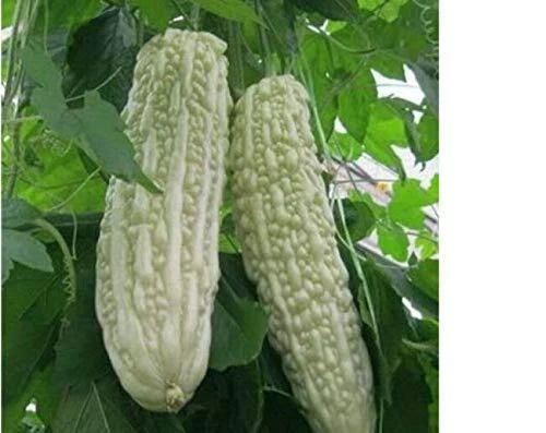 Bitter Gourd Seeds for Planting - Chinese Green & White Balsam Pear (Momordica charantia)