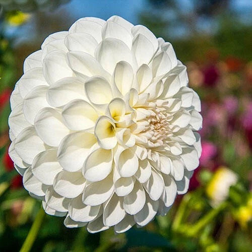 25 Boom Boom White Dahlia Seeds | Perennial Flower Seeds | Flowering Plants | Dahlia pinnata