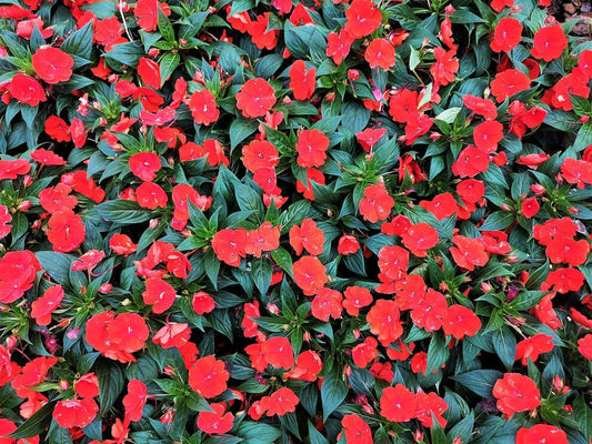 Impatiens Seeds 500 Count Scarlet Sun & Shade Impatiens walleriana - Non-GMO, Garden Flower Seeds