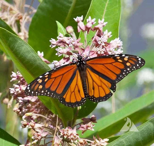 Milkweed Seeds - 50 Perennial Asclepias for Monarch Butterflies - Pink Host Plant
