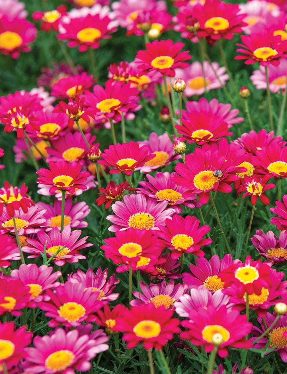 Bright Pink Marguerite Daisy Seeds - 200+ Pack - Garden Flower Seeds - Leucanthemum x superbum - USA