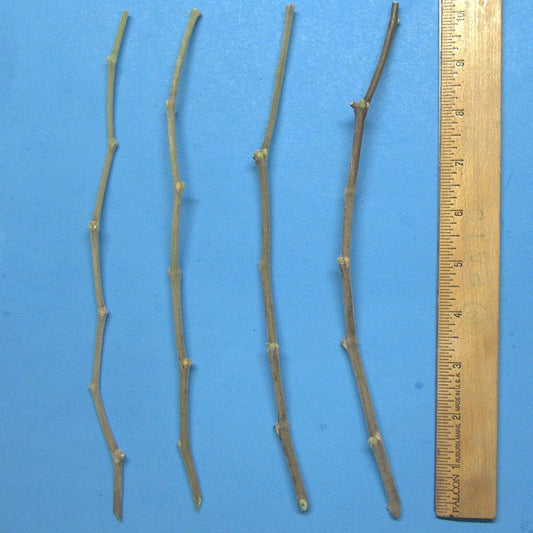 Jujube Tree Cuttings 10" Wild Rootstock for Taiwan/Thai/Indian Varieties (Ziziphus jujuba)