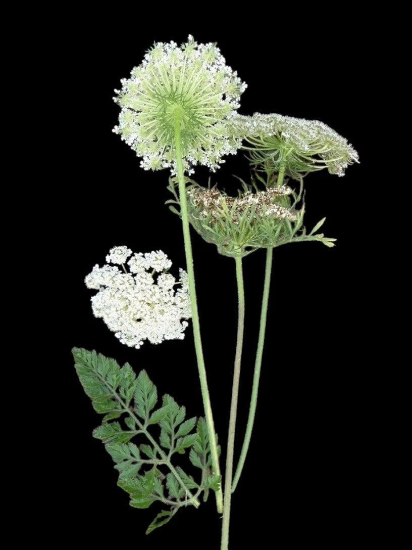 Queen Anne's Lace Seeds - 100+ Organic Wild Carrot - Daucus carota - USA - Exp. 04/2025