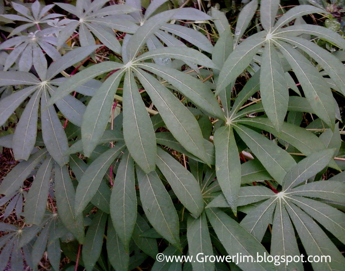 Cassava Cuttings - 5 Unroot Cuttings, Red Yuca (Manihot esculenta) for Planting or Gardening