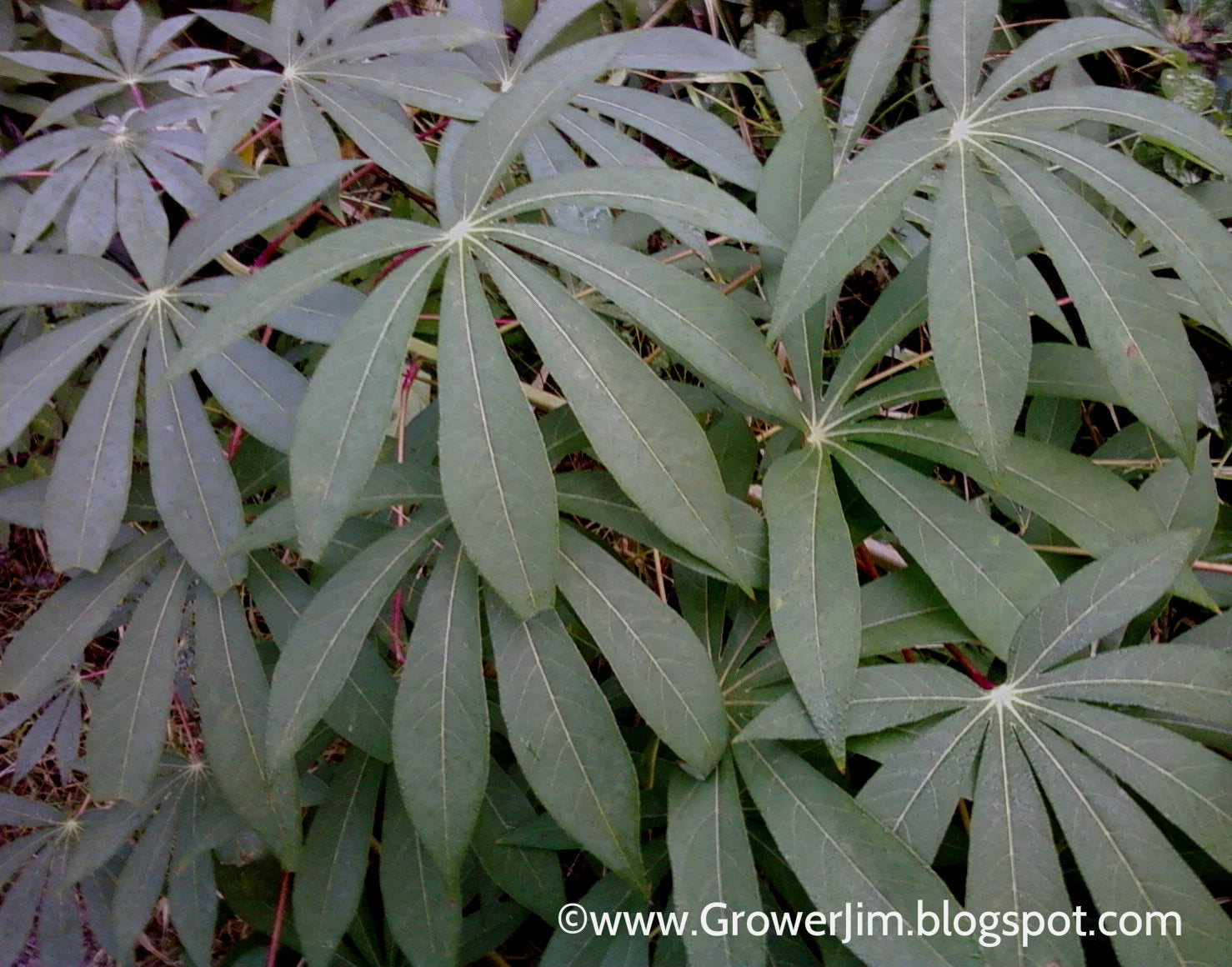 Cassava Cuttings - 5 Unroot Cuttings, Red Yuca (Manihot esculenta) for Planting or Gardening