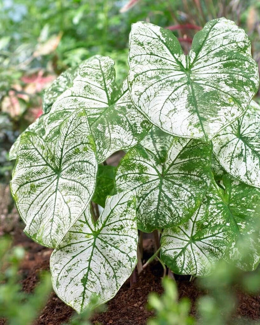 Caladium Bulbs 12 Count White Candidum Perennial Elephant Ears Planting Bulbs