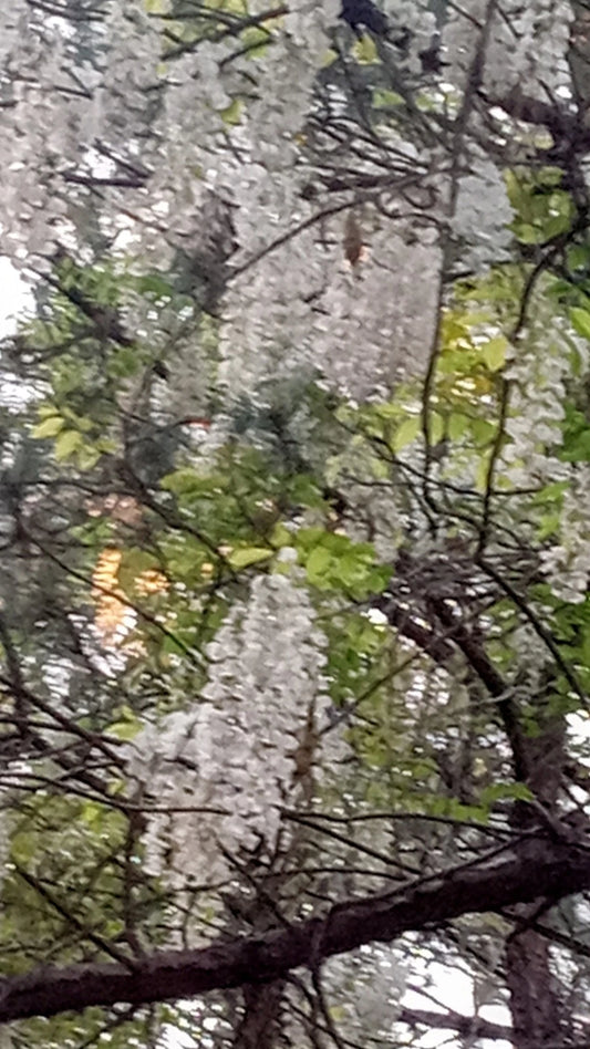 Japanese White Wisteria Bare-Root Large 24 Inch Vine Plant - Wisteria floribunda