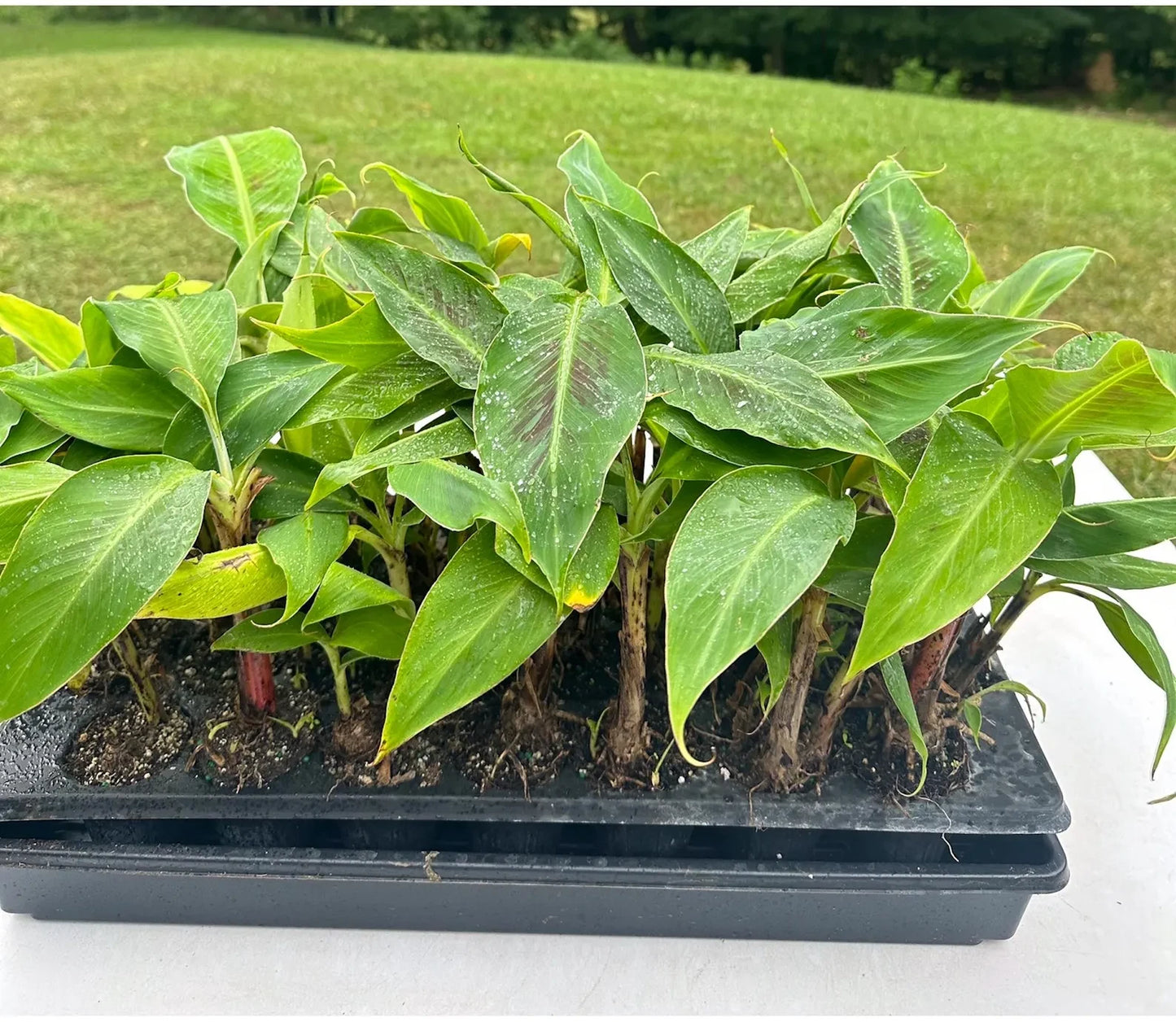 Dwarf Banana Tree - Musa Cavendish - Cold Hardy Tropical Fruit Plant - 5 Plants - Fast Growing for Patio or Container Garden
