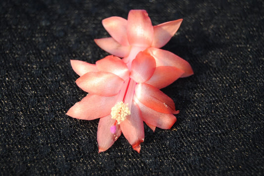 Christmas Cactus Starter Plant - Orange Blossom - Schlumbergera Truncata - Healthy Well-Rooted Small Plant