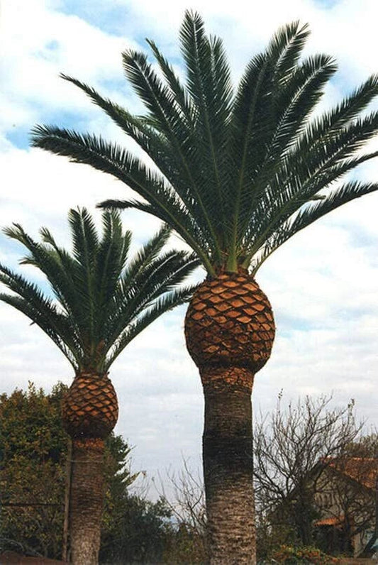Canary Island Date Palm Seeds - 5 Seeds - Phoenix canariensis - Tropical Landscape, Ornamental Garden Planting