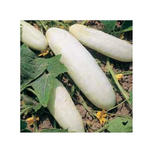 25 Heirloom Cucumber Seeds - White Wonder Variety - Cucumis sativus - GroCo USA - Buy 15 Ships Free