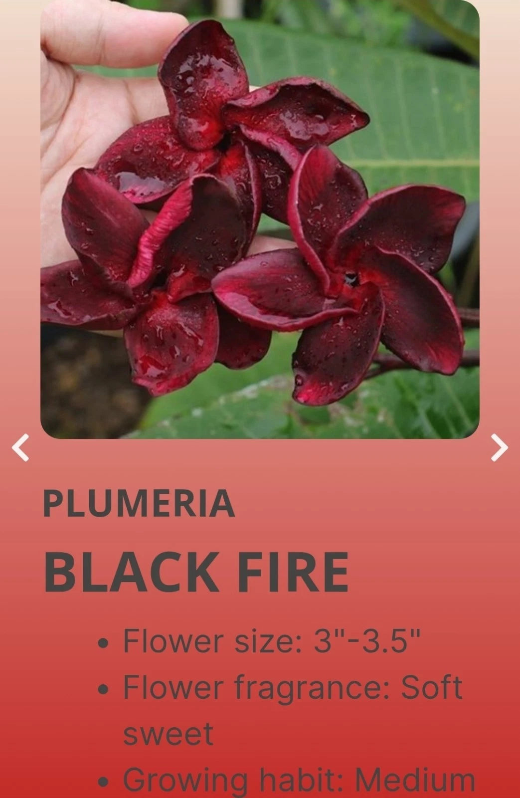 Red Root Plumeria Black Fire - Rooted Plant in 3 Inch Pot - Plumeria pudica - From Seeds, IN 2.5 Pot