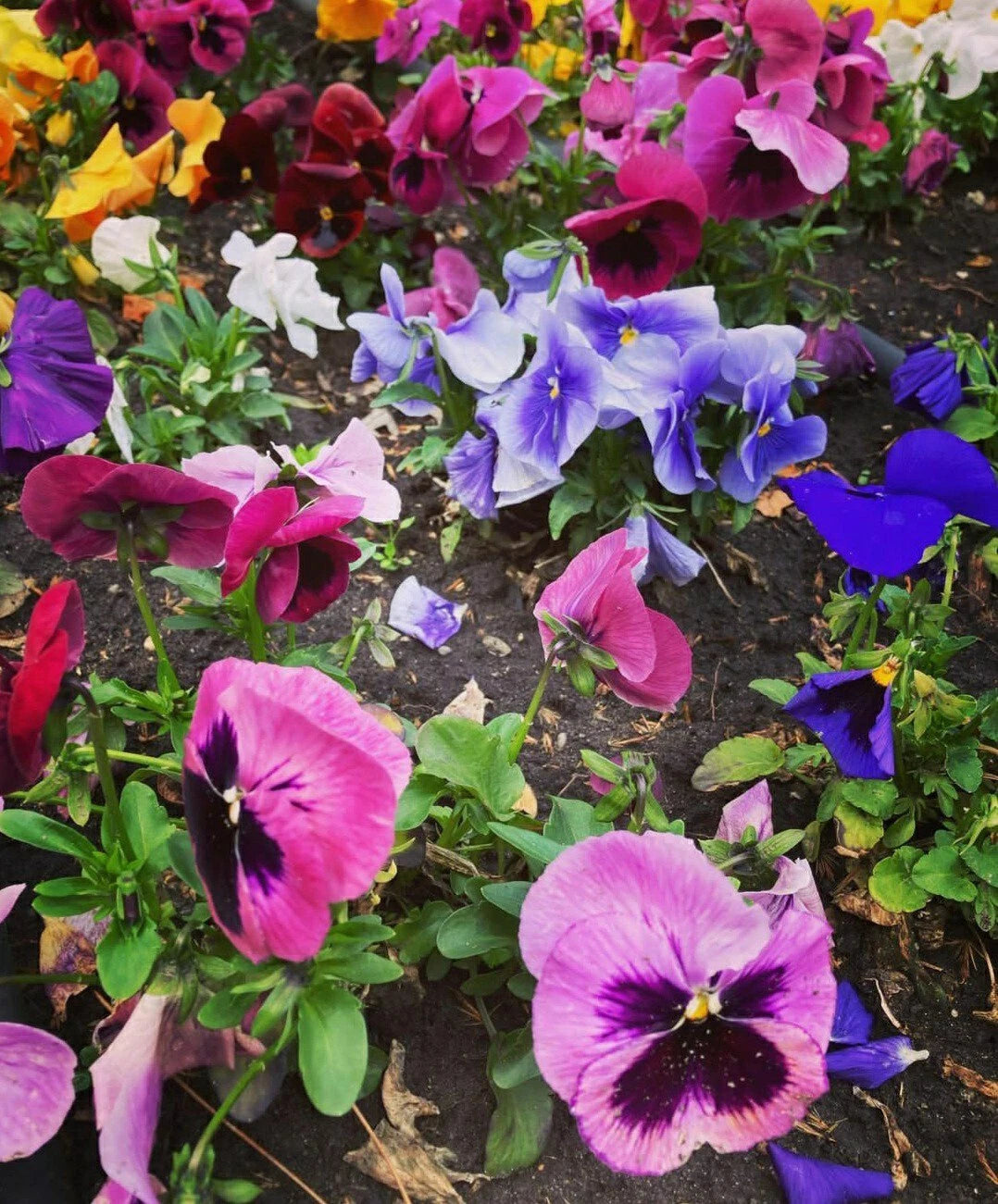 Pansy Flower Seed Mix - 50 Count - Colorful Garden Variety - Viola tricolor