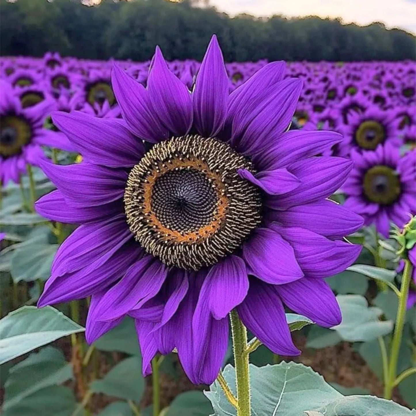 50pcs Purple Sunflower Seeds 'Violet Majesty' Rare Heirloom Variety for Garden - Helianthus annuus
